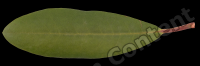decal leaf 0005